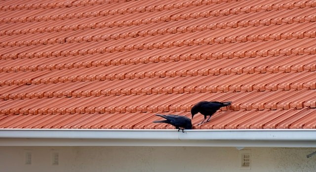 birds on metal roof
