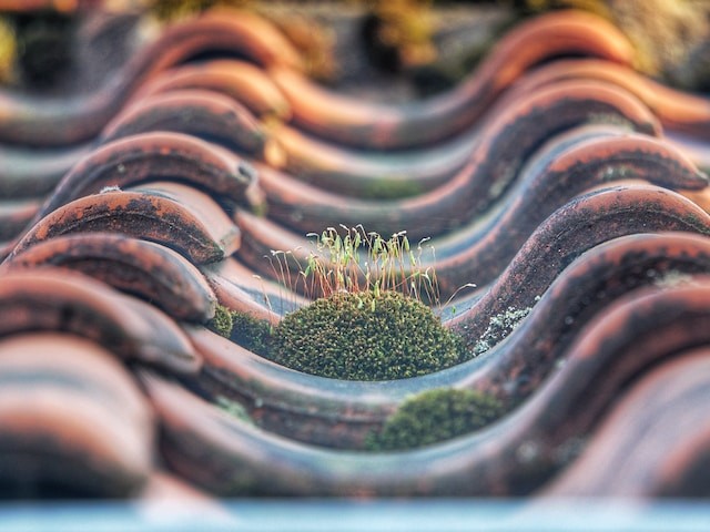 moss on the roof focus photo