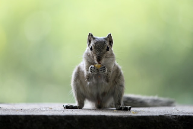 squirrel eating