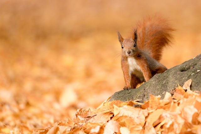 squirrel in the leaves