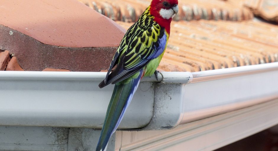 bird on gutter