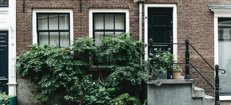 green-plant-on-brown-brick-wall