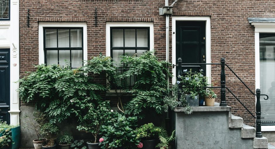 green-plant-on-brown-brick-wall